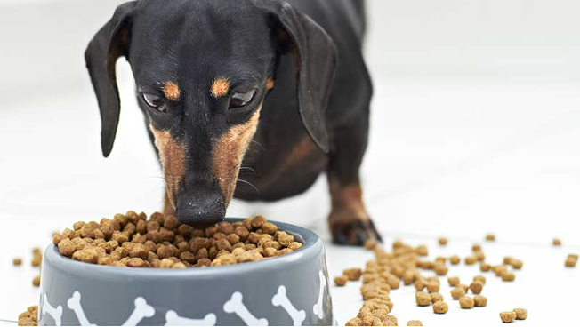 غذای خشک سگ بد غذا