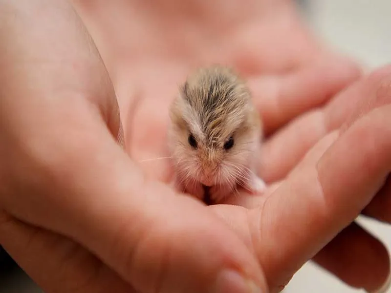 اقدامات ضروری پس از بارداری همستر