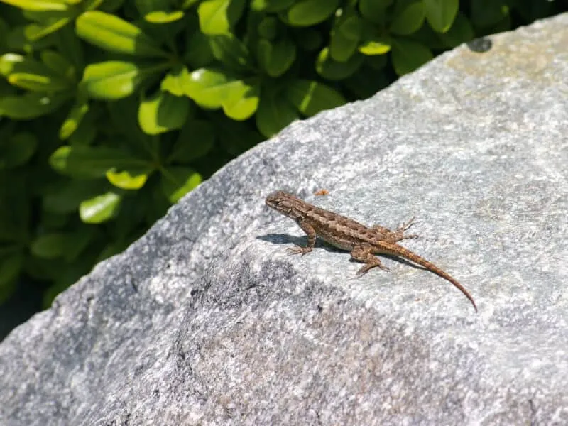 اژدههای ریشدار