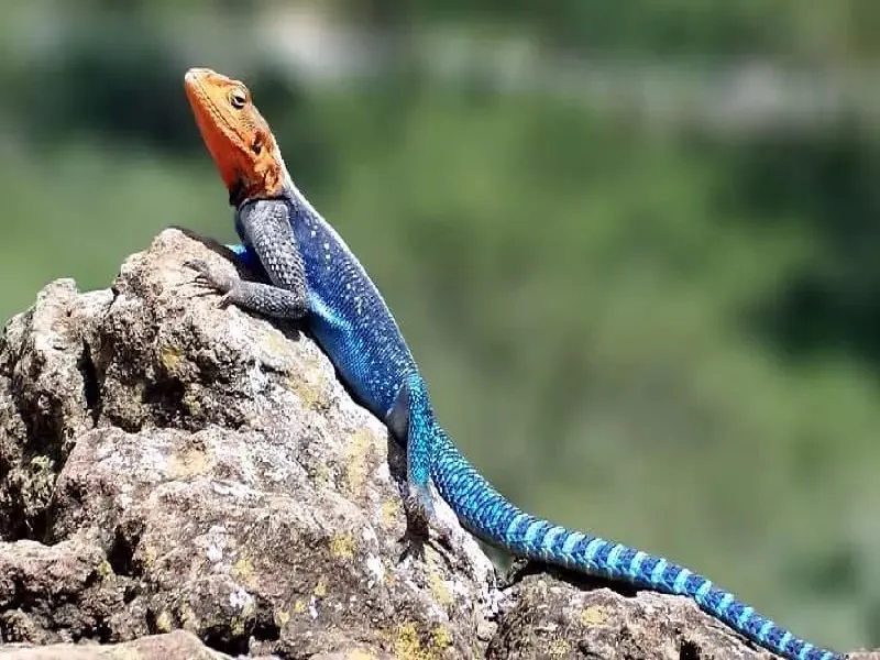 غذای مارمولک ها چیست؟