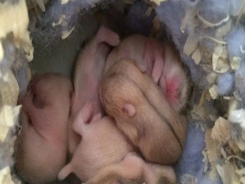 نگهداری از بچه همستر