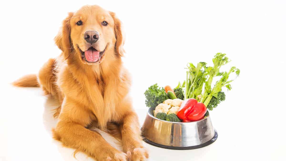 رژیم غذایی برای لاغری سگ 
