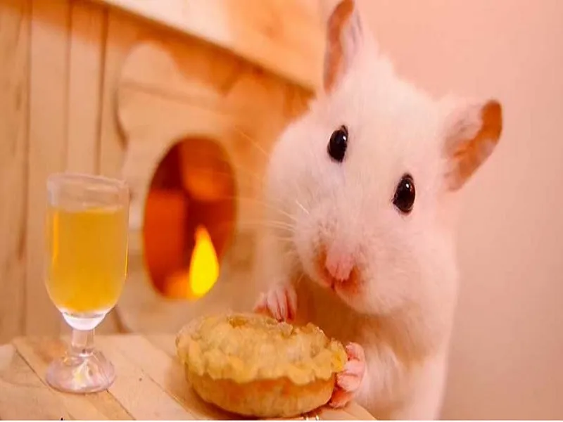 تهیه غذای مورد علاقه همستر