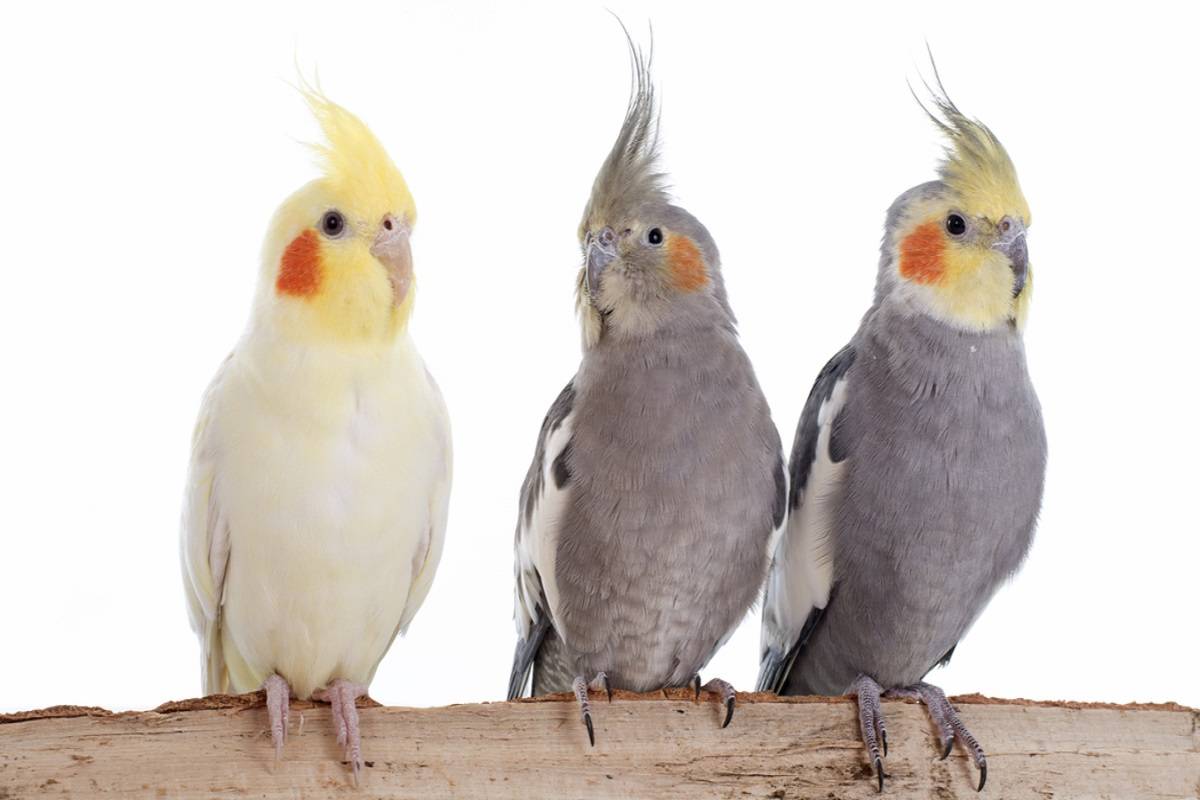 پرندگان خانگی
