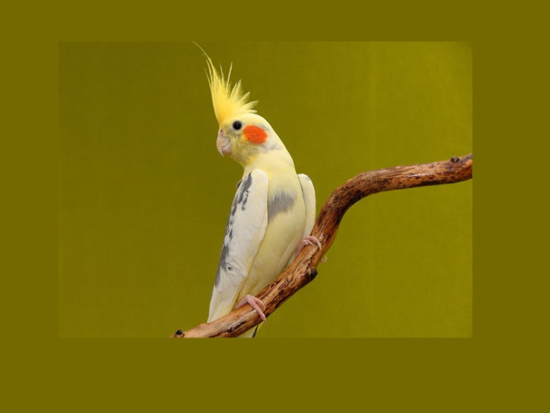 عروس هلندی خوش آواز و خوش رنگ