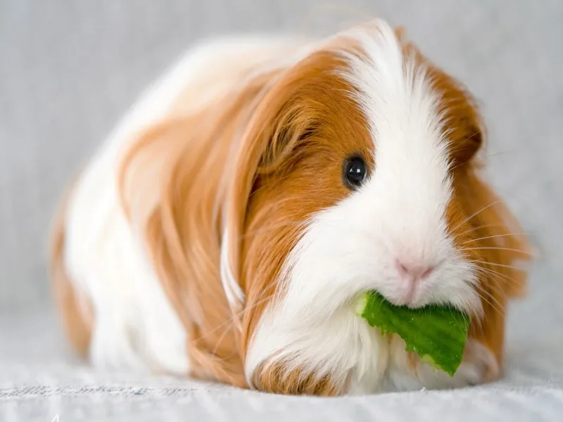 غذای خوکچه هندی خانگی