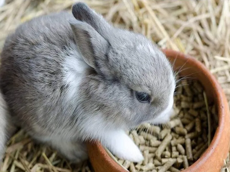 مکملها و پلت خرگوش خانگی