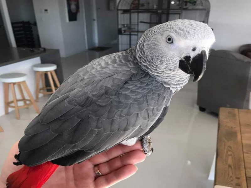 کاسکو باهوش و قدرتمند