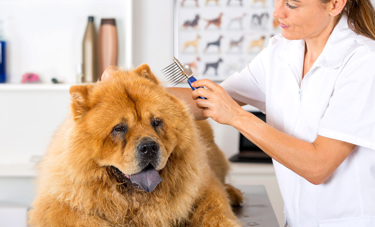 درمان قارچ پوستی سگ چگونه است؟