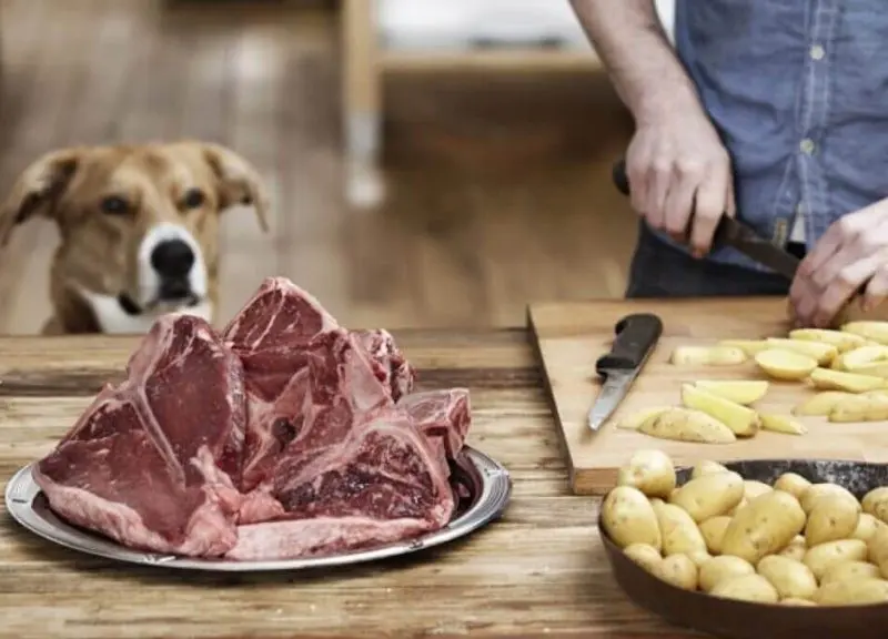 انواع گوشت‌های مناسب برای سگ‌ها