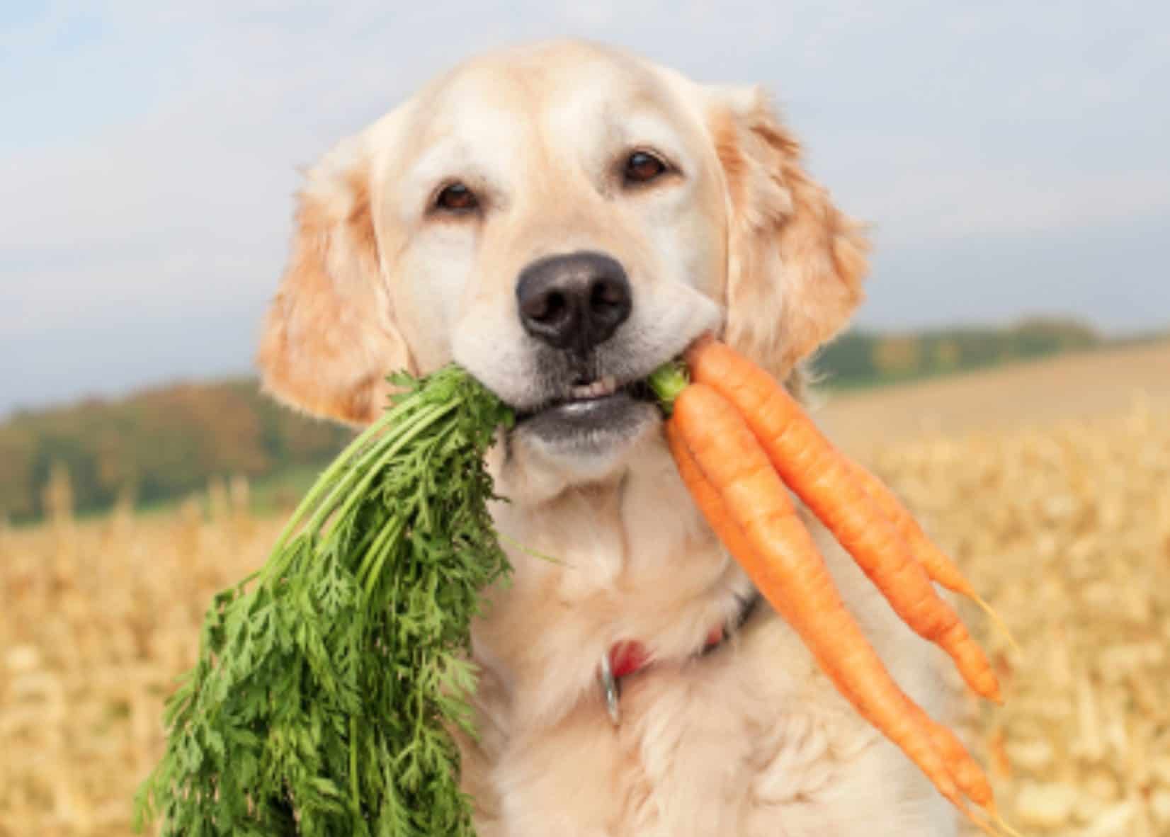 سبزیجات و میوه‌های مفید برای سگ