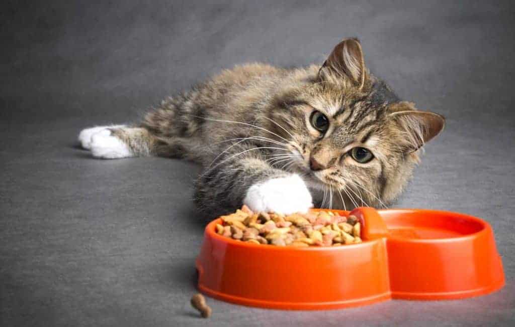 انواع غذای خشک گربه