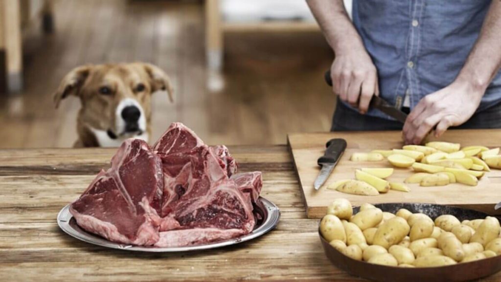 چه غذای به سگ بدهیم؟ 