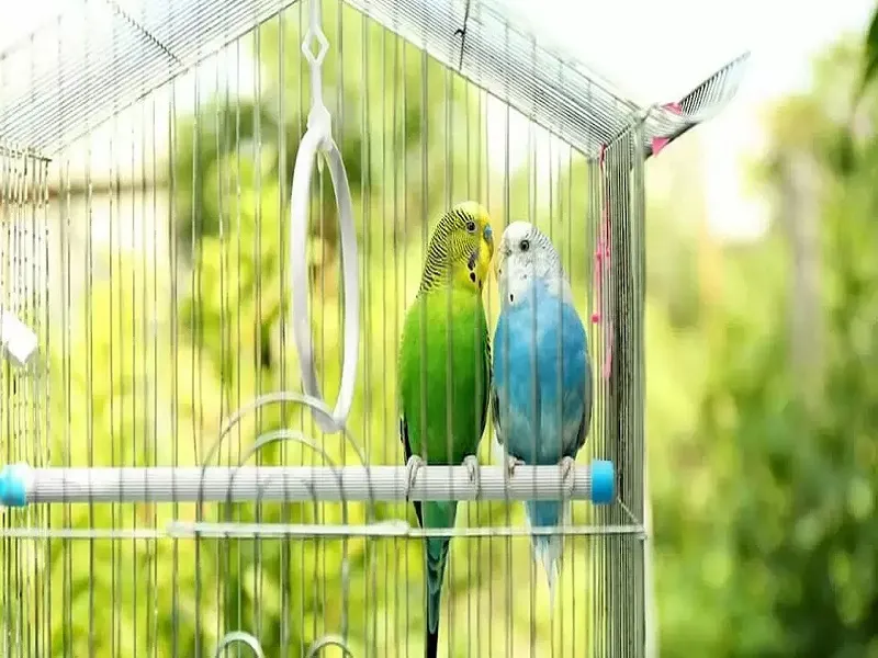 انواع قفس برای پرندگان مختلف