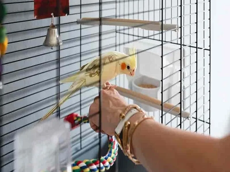 رعایت نکات بهداشتی در قفس