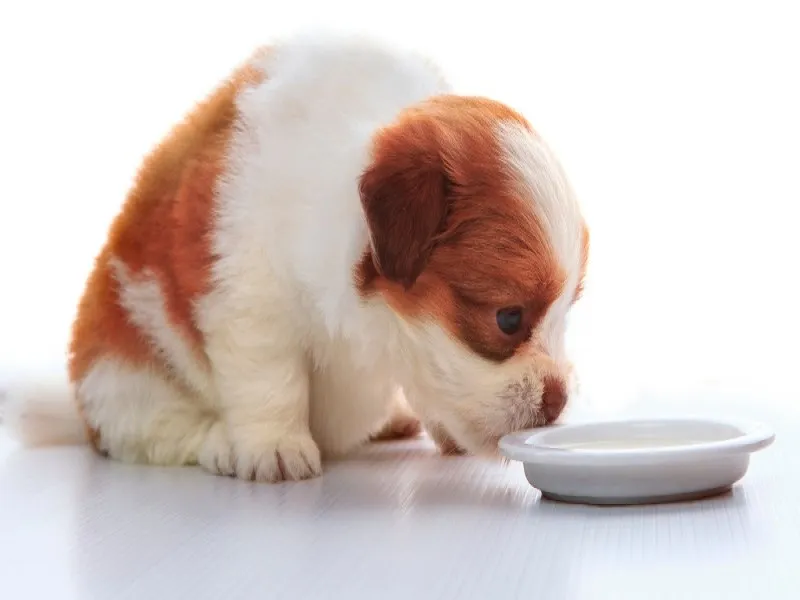 رژیم غذایی برای لاغری سگ