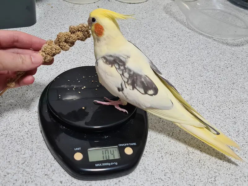 غذاهای ممنوعه برای جوجه عروس هلندی