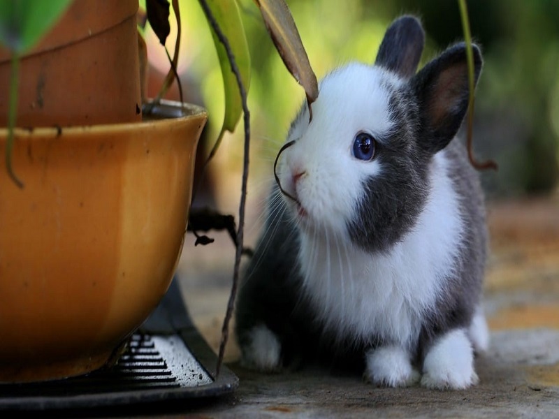 غذای خرگوش خانگی در زمستان