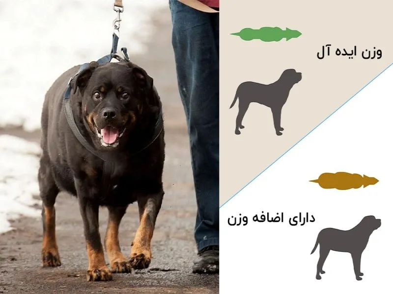 چگونه تشخیص دهیم سگ ما چاق است؟