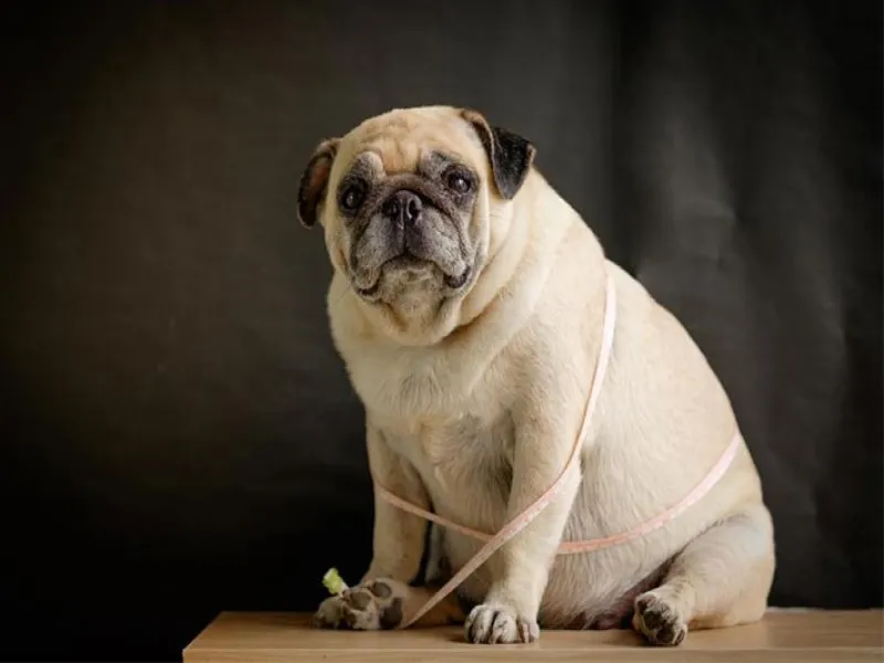 چگونه وزن سگم را کم کنم؟