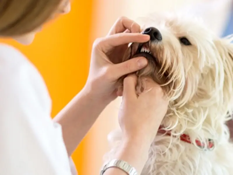 علائم-بیماری-های-دندان-در-حیوانات-خانگی