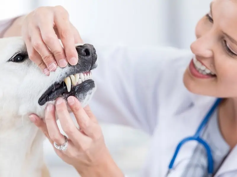 پیشگیری-از-پوسیدگی-دندان-در-حیوانات-خانگی