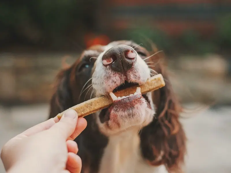 چرا سگ ها باید غذای تشویقی بخورند؟