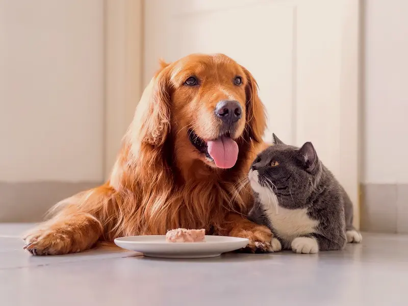 آیا می‌توان غذای سگ و گربه را برای هم استفاده کرد؟