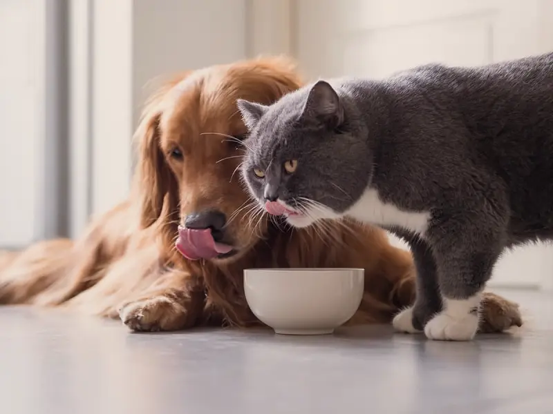 نکات کلیدی تفاوت غذای سگ و گربه