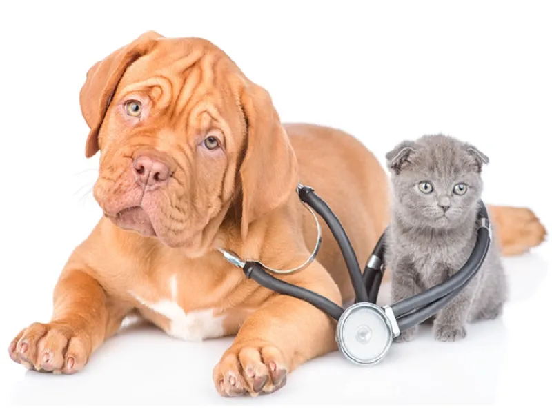 اشتباهات تغذیهای حیوانات: چگونه از آنها جلوگیری کنیم؟