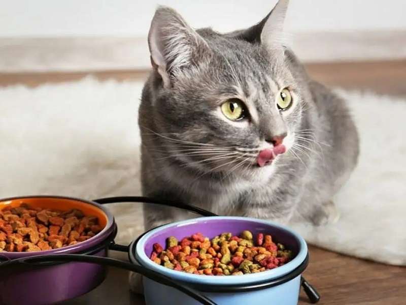 رژیم غذایی حیوانات پیر: نکات کلیدی برای بهبود کیفیت زندگی