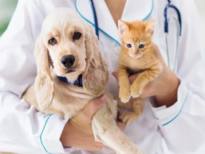 رژیم غذایی مخصوص برای بیماریهای دهان و دندان در حیوانات