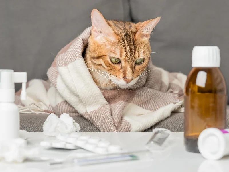 علائم حساسیت غذایی در حیوانات خانگی