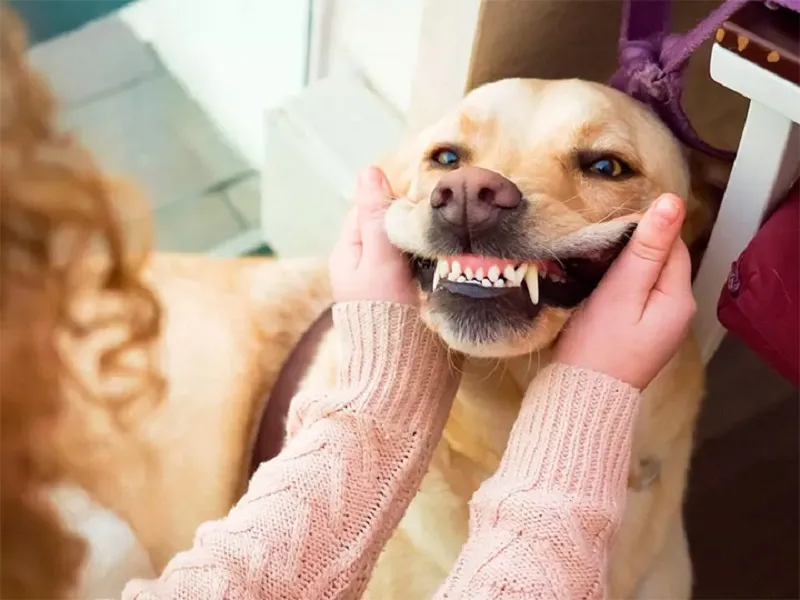 نکات تغذیهای برای جلوگیری از ترس بیماریهای دندانی حیوانات