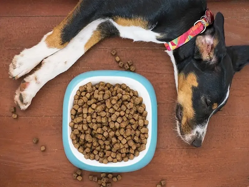 پیشگیری از بیماریهای دندانی حیوانات با تغذیه مناسب