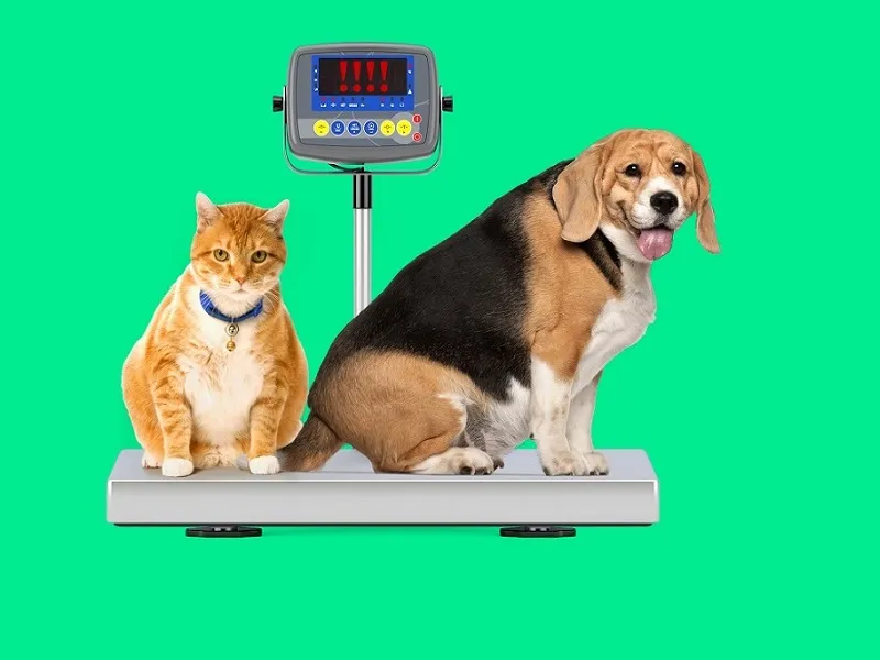 چاقی (اضافه وزن)