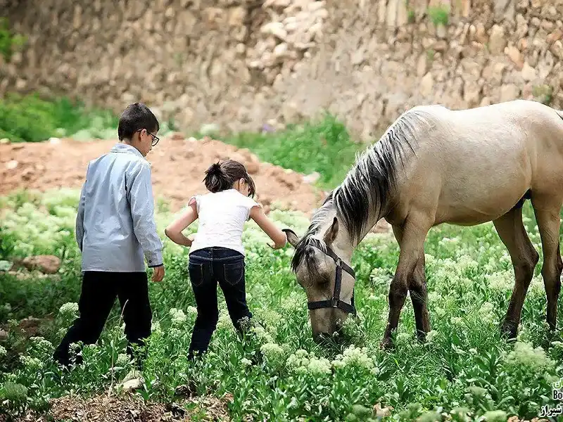 حیوانات را در زیستگاه طبیعی آن ها ببینیم