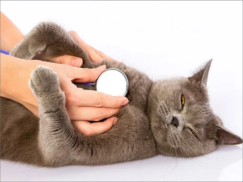 علائم بیماریهای قلبی در حیوانات خانگی