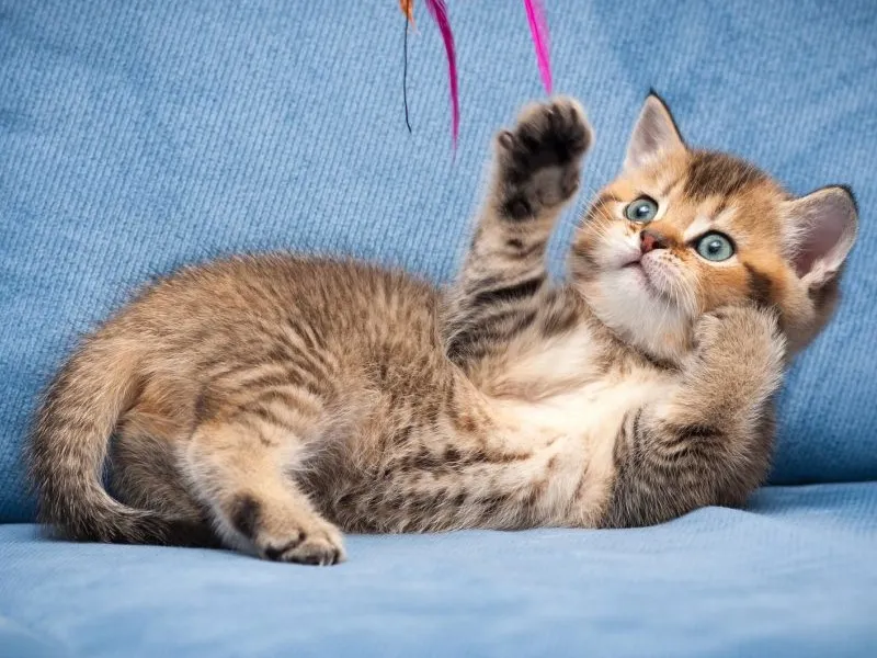 استفاده از جلدها یا پارچههای بازیافتی