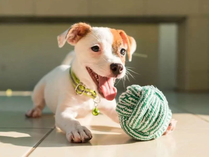 بازیافت اسباببازی های حیوانات خانگی