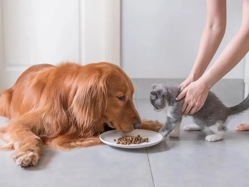 بررسی تاثیر مکمل های غذایی بر حیوانات خانگی