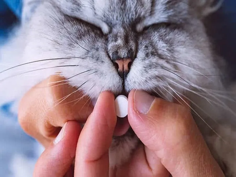 بهترین مکمل غذایی برای گربه