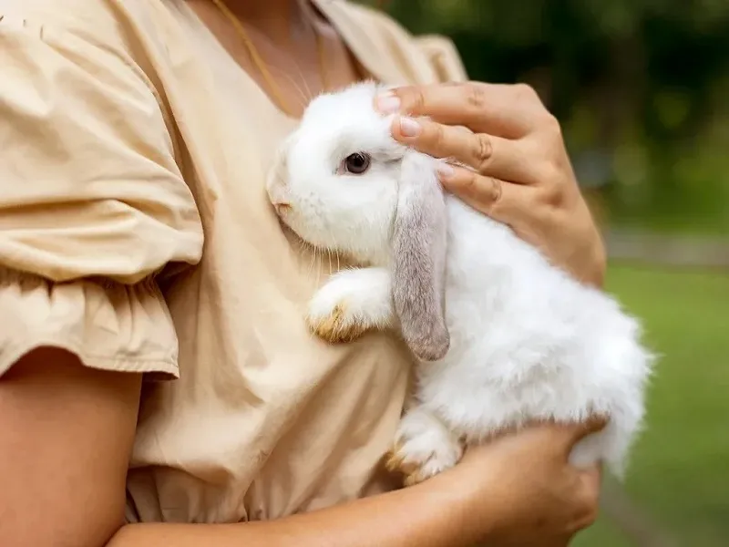 تأثیر حیوانات خانگی بر کاهش فشار خون: یک دوست پزشکی برای قلب شما