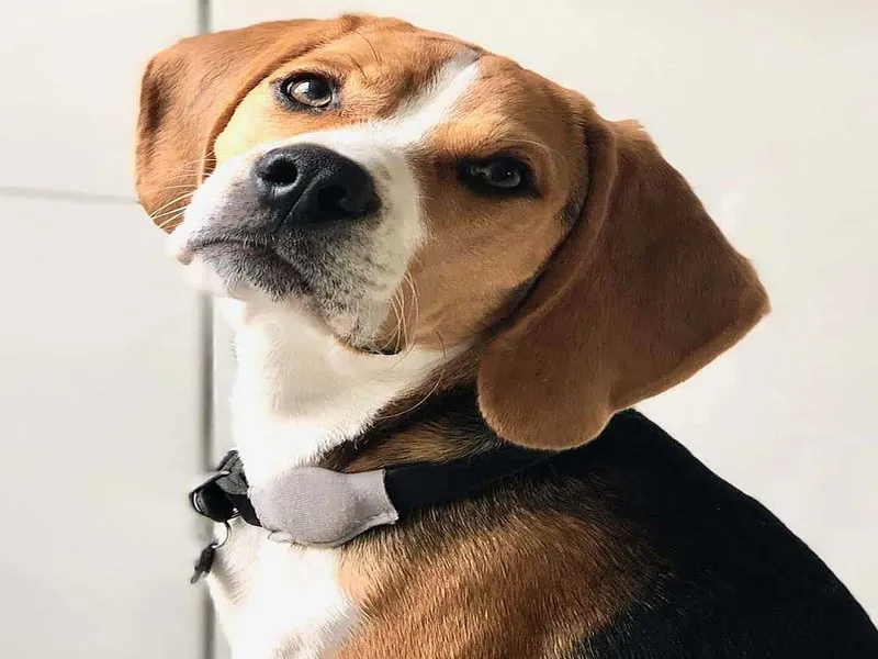 راهکارهای پیشگیری از تصادفات حیوانات خانگی: نگاهی به اقدامات ایمنی