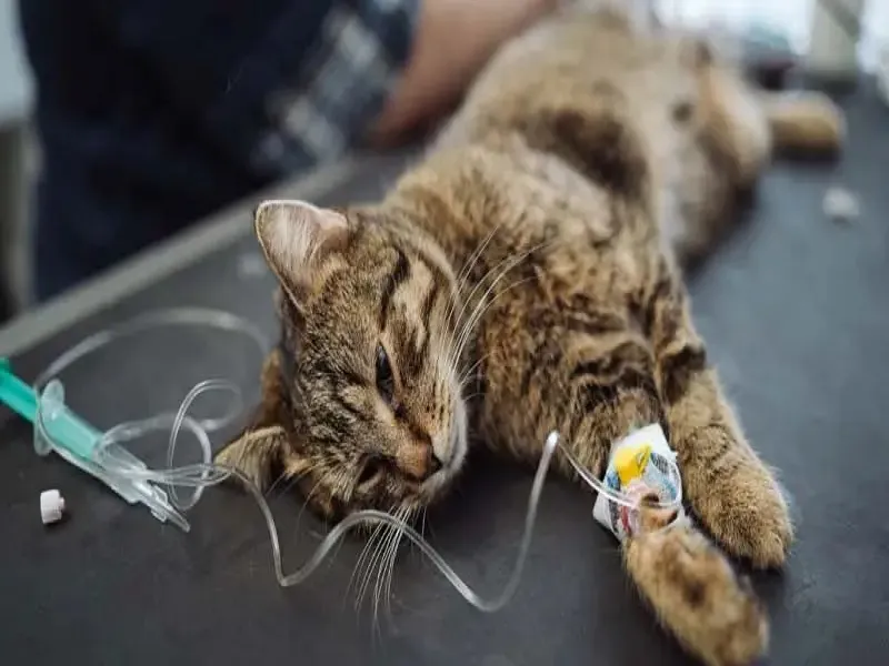 سلامت و ایمنی حیوانات خانگی: راهکارهای جلوگیری از حوادث رایج