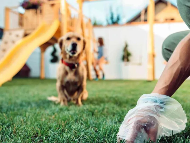 مسئولیتپذیری زیست محیطی: چگونه با پسماند حیوانات خانگی به شکل متعادل کنار بیاییم؟