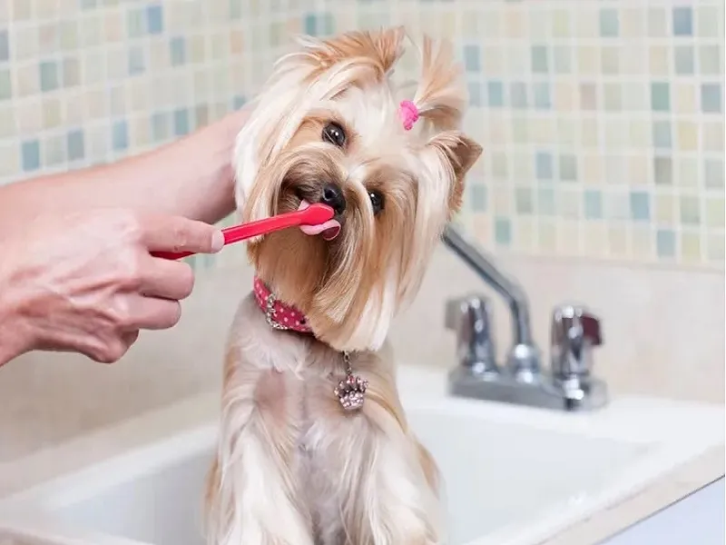 چه مراقبتهایی در خانه برای بهداشت دهان و دندان حیوانات انجام دهیم؟