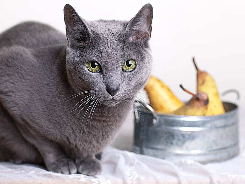 زرد آلو ( بدون هسته)