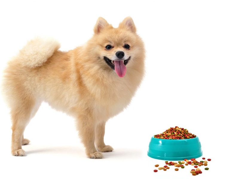 نیازهای تغذیه ای سگهای پاکوتاه