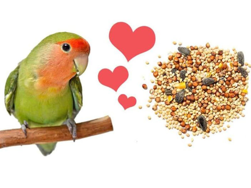 غذاهای مضر برای طوطی برزیلی